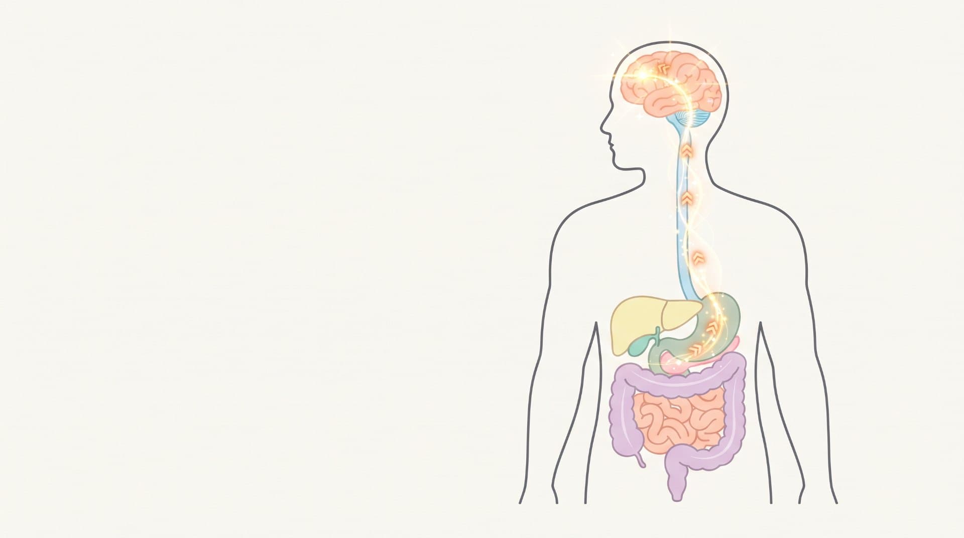 How Does Your Body Know When You Are Hungry?